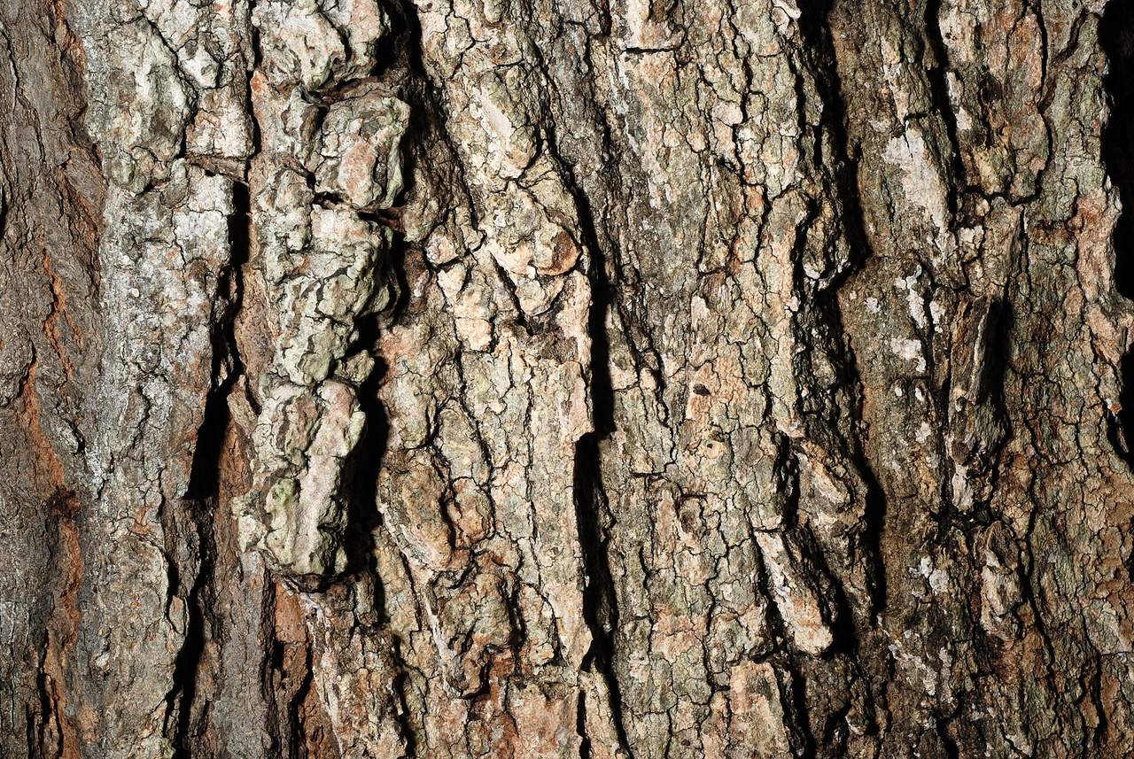 Mature black maple trunk with dark, deeply furrowed bark and irregular ridges