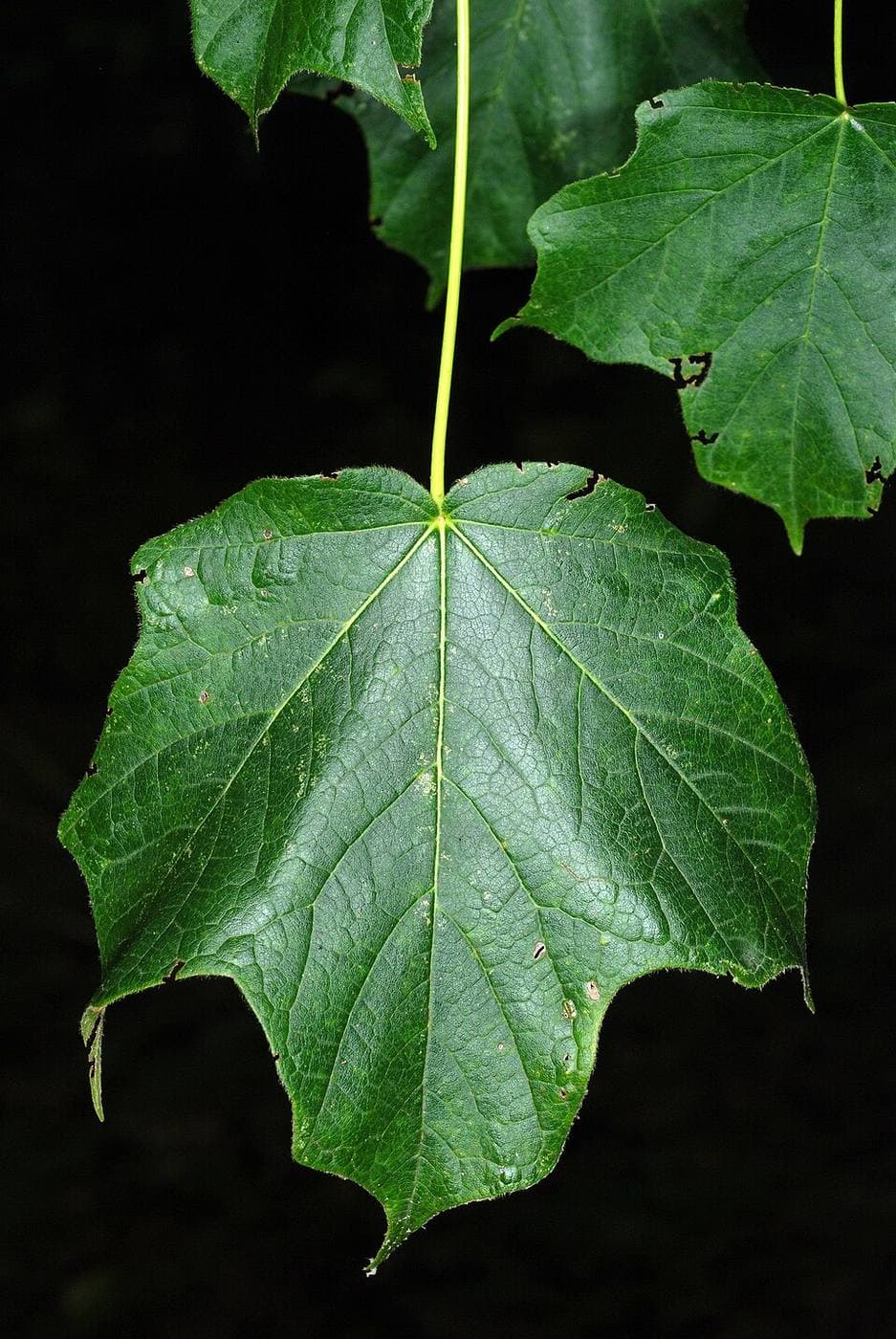 Black maple leaf with three main lobes and edges drooping downward, as if wilted