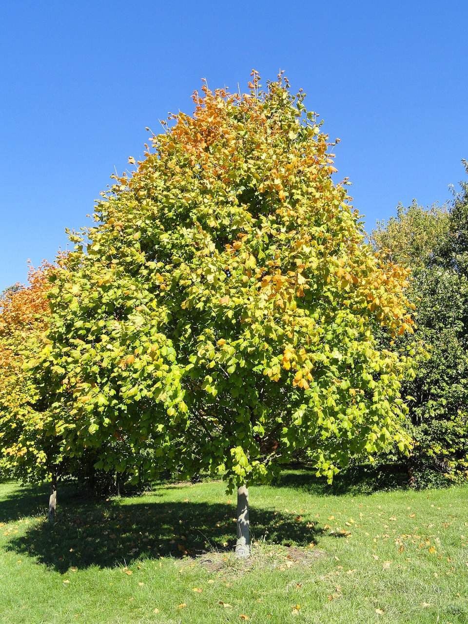 Labeled black maple specimen at the University of Kentucky Arboretum with a dense, rounded crown starting to change color