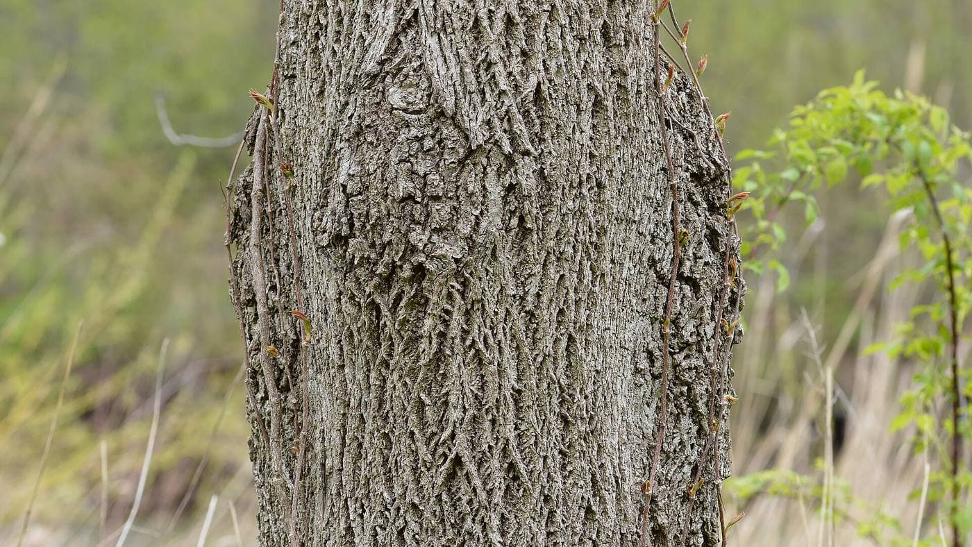 Black walnut trunk with dark gray-brown bark in rounded, interlacing ridges forming a rough diamond pattern
