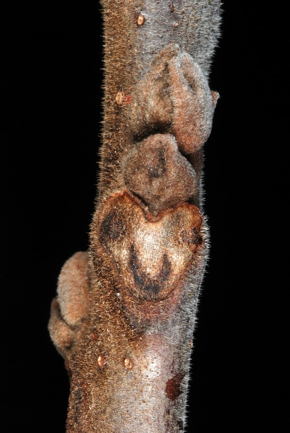 Black walnut winter twig close-up: a large three-lobed “monkey face” leaf scar beneath fuzzy gray-tan buds