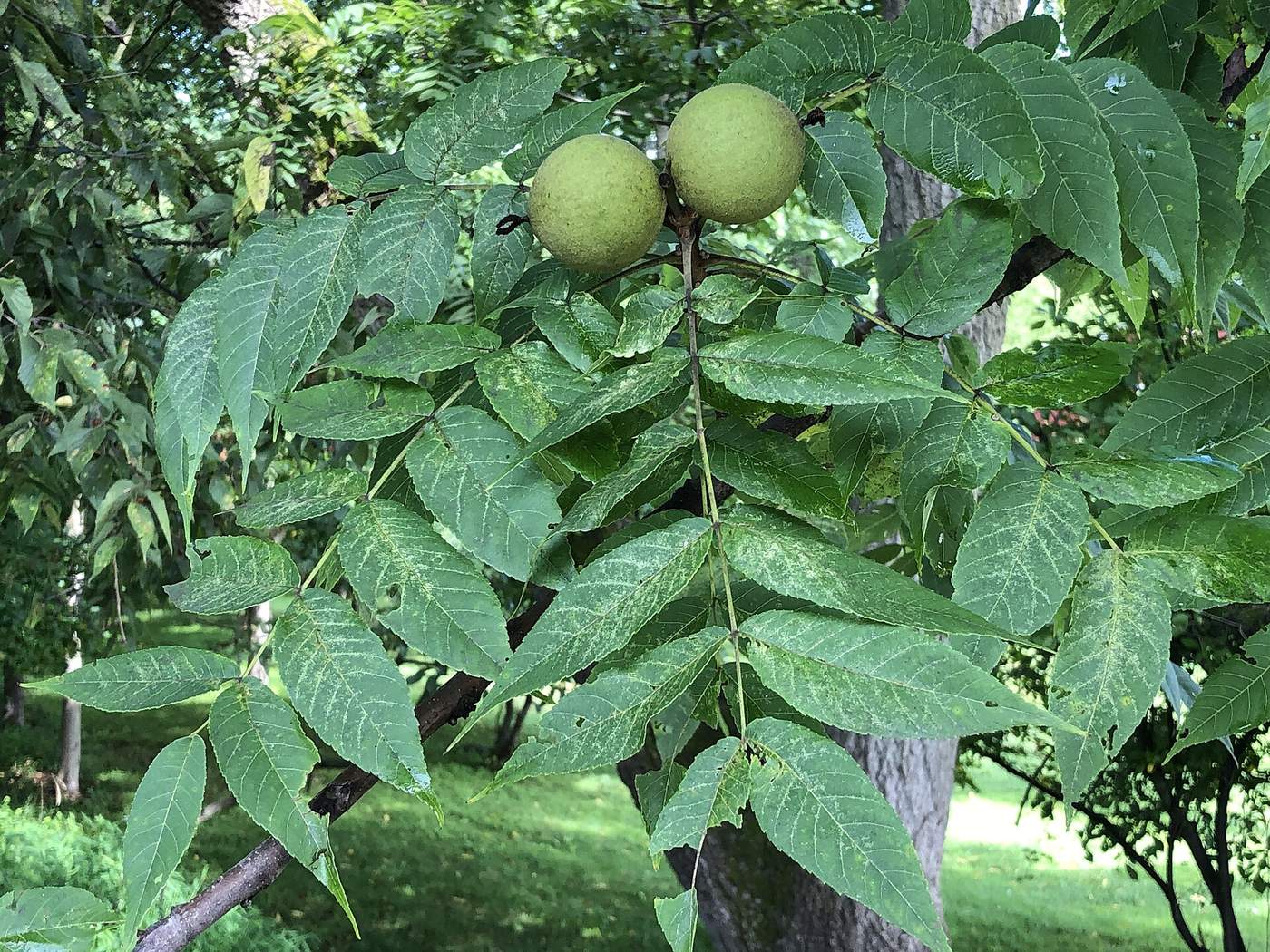 Black walnut branch with long compound leaves of many lance-shaped leaflets and two round green walnuts