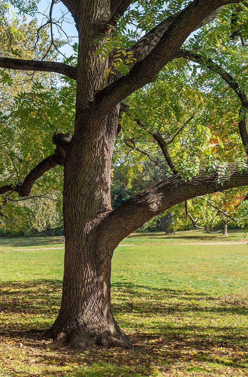 Black walnut in a city park with a thick, dark furrowed trunk, spreading limbs and feathery compound foliage