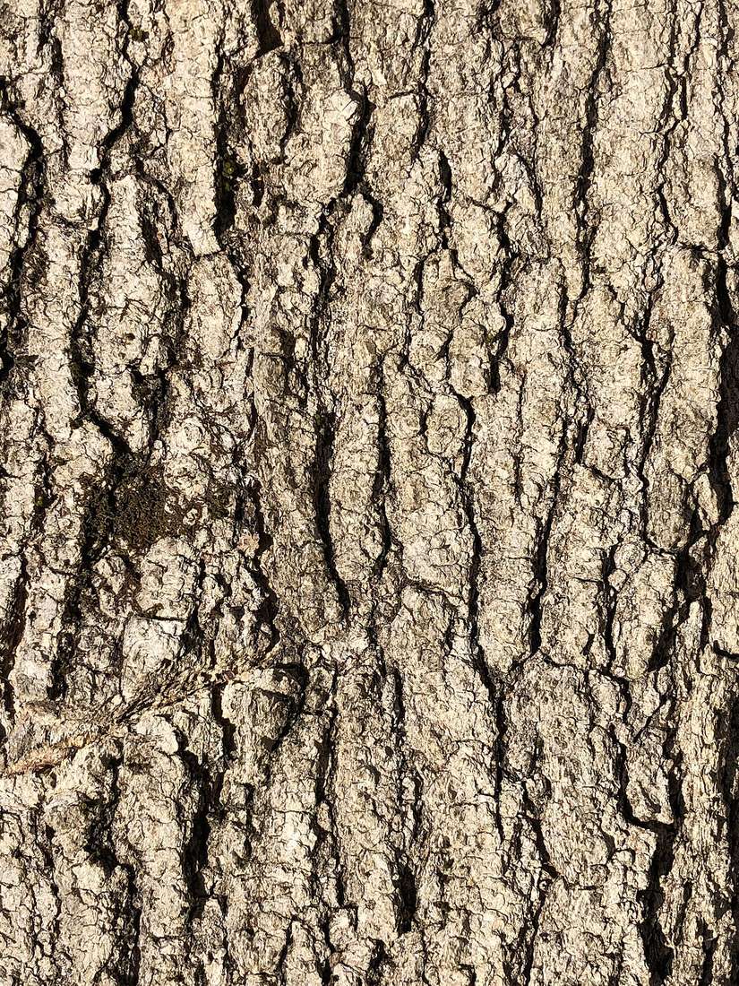 Mature boxelder bark in March, light gray with shallow interlacing furrows and narrow ridges