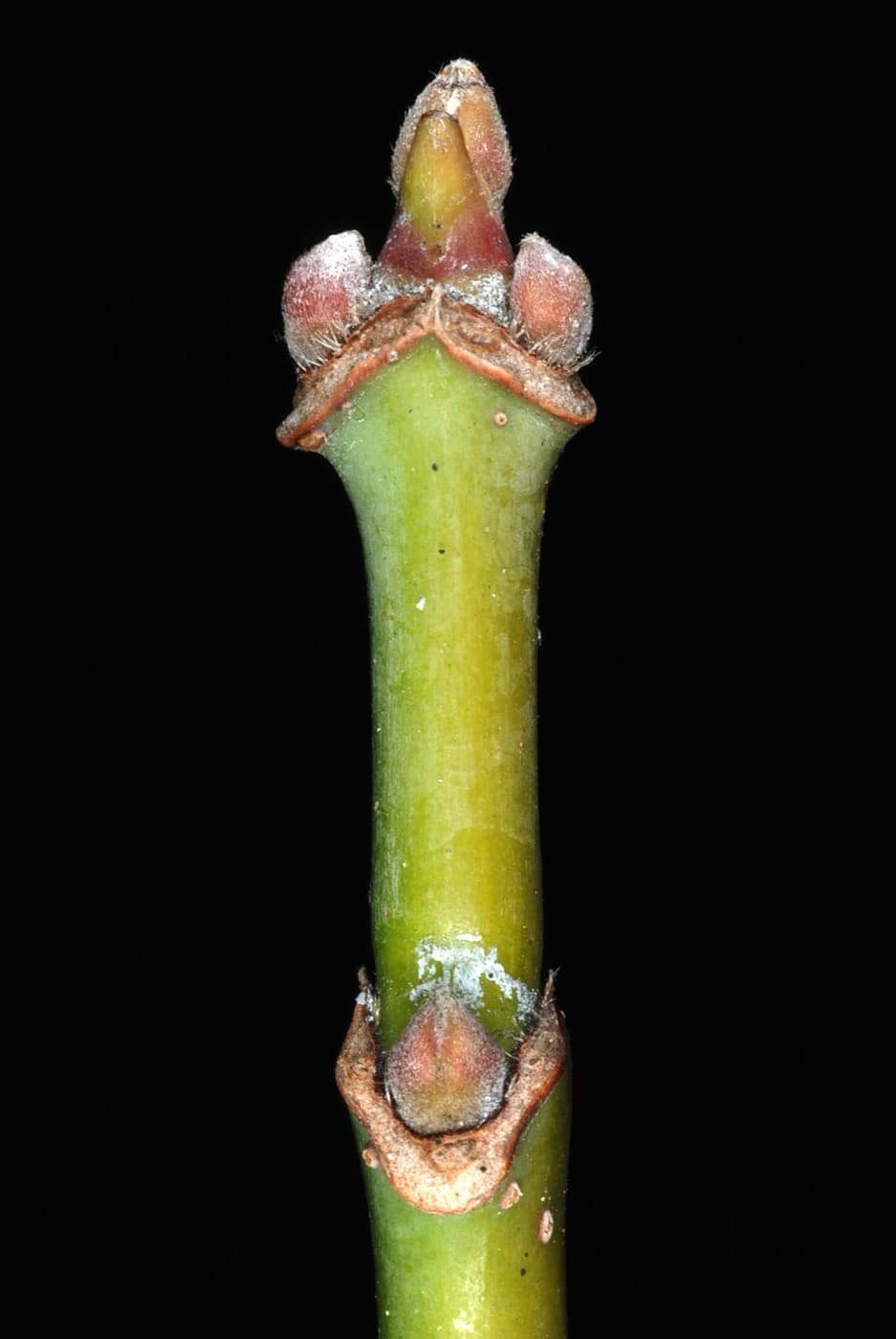 Boxelder winter twig: a smooth green stem with whitish bloom, fuzzy pinkish-white buds, and opposite leaf scars meeting in points
