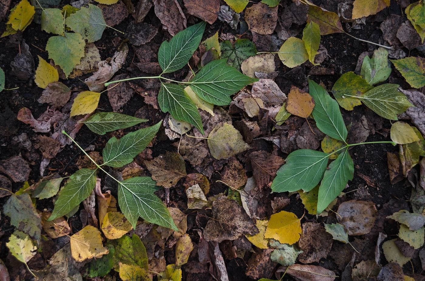 Fallen boxelder compound leaves, each with three to five leaflets, lying on autumn leaf litter