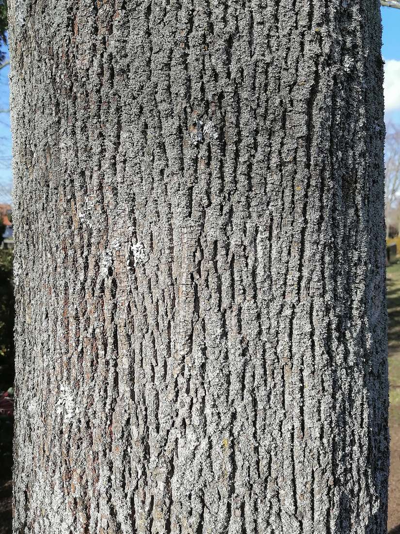 Norway maple trunk in late winter with gray bark in tight, shallow, interlacing ridges