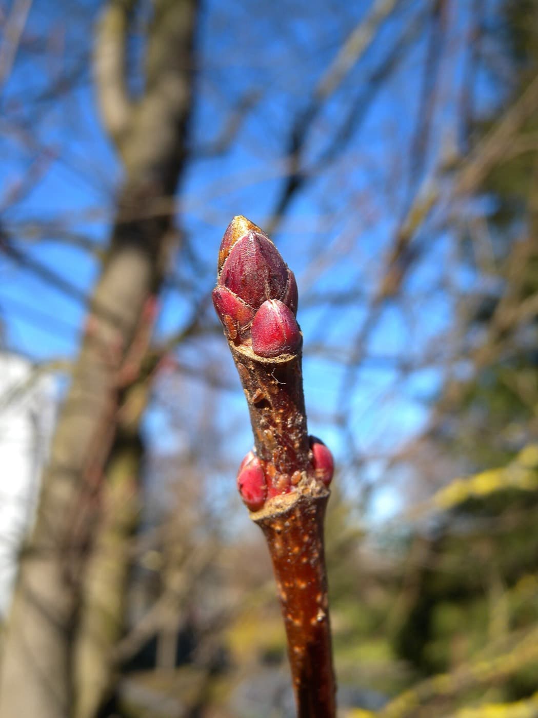 Norway maple twig in February with a fat, blunt, maroon terminal bud and a pair of plump side buds