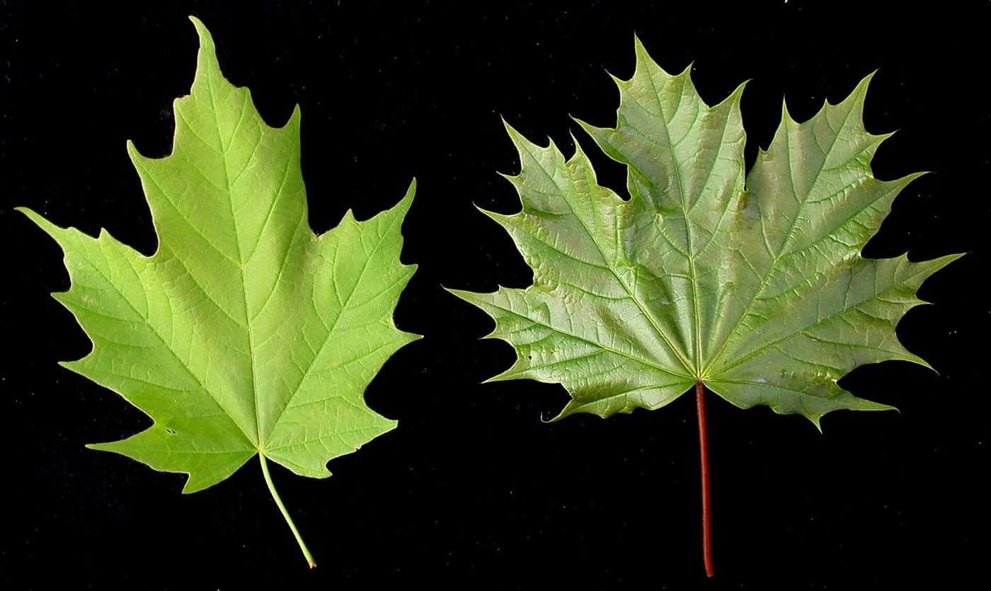Side-by-side leaves: a matte sugar maple leaf on the left and a wider, glossy Norway maple leaf with long pointed lobe tips on the right