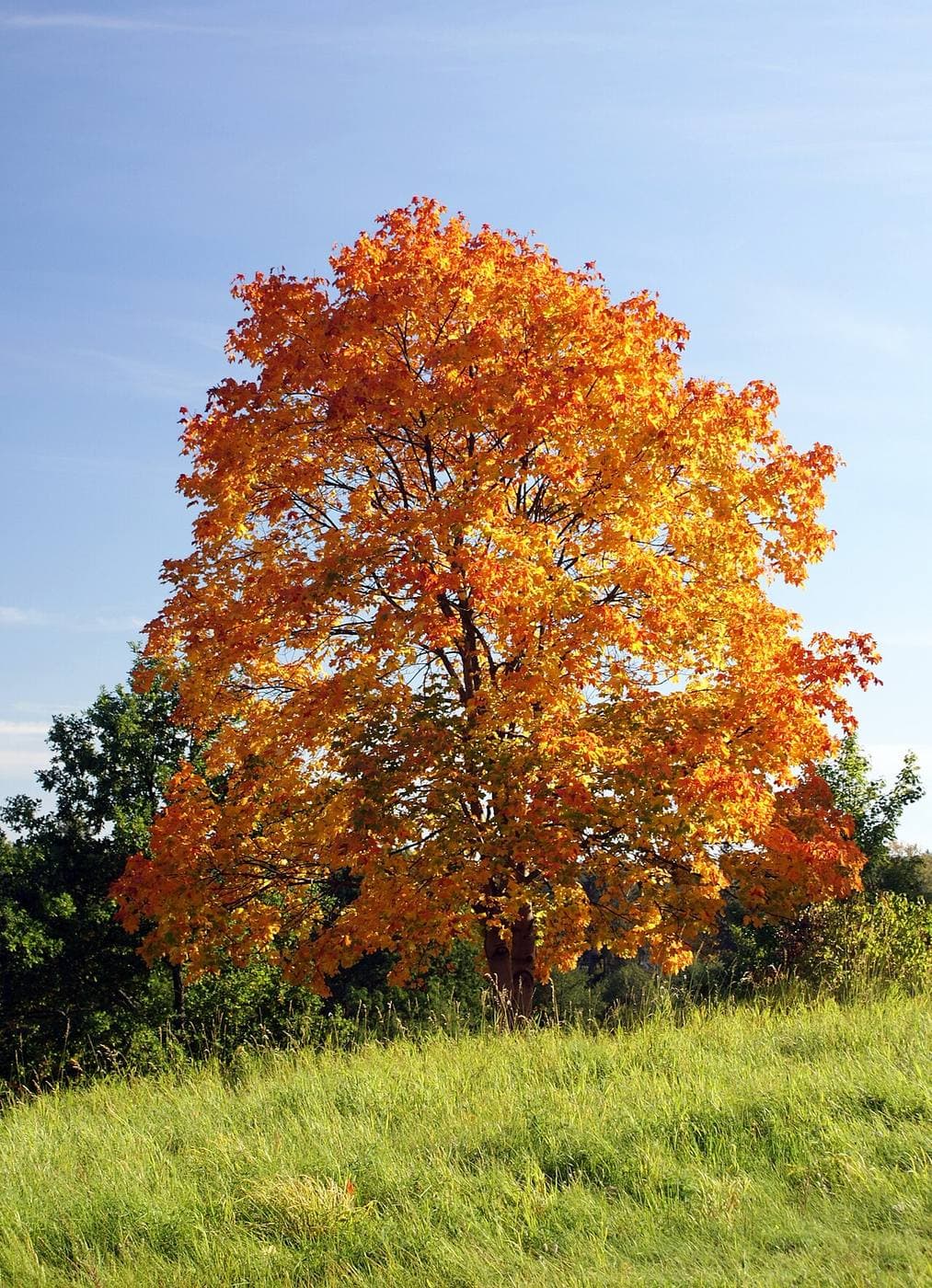 Open-grown Norway maple with a dense, rounded crown in yellow-orange fall color
