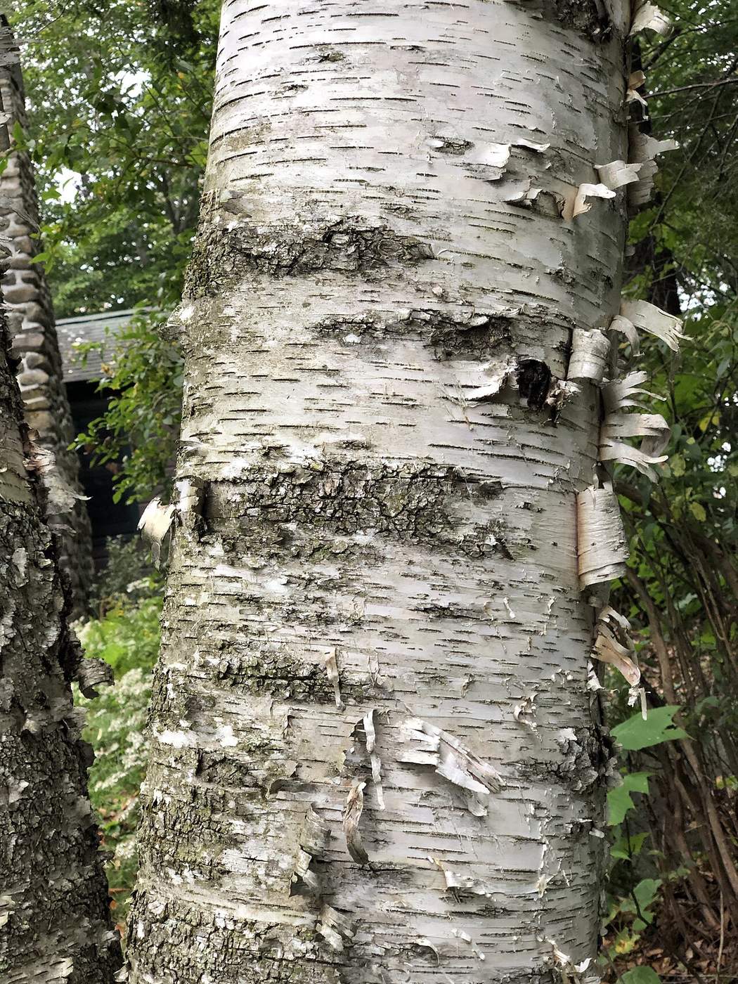 Mature paper birch trunk with chalky white bark, horizontal lenticels, and papery strips curling away