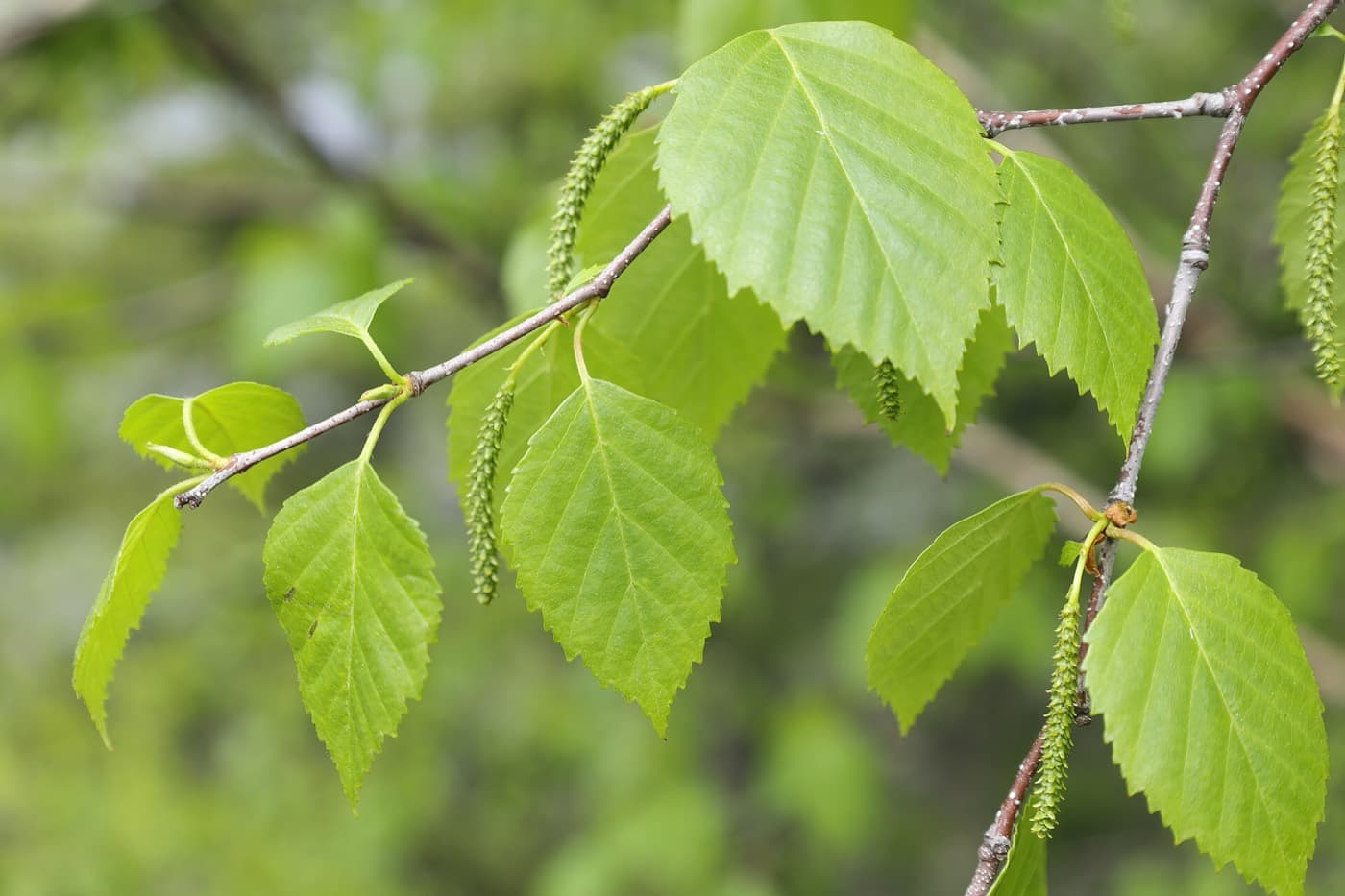 Paper birch twigs in spring with alternate oval, double-toothed leaves and hanging catkins