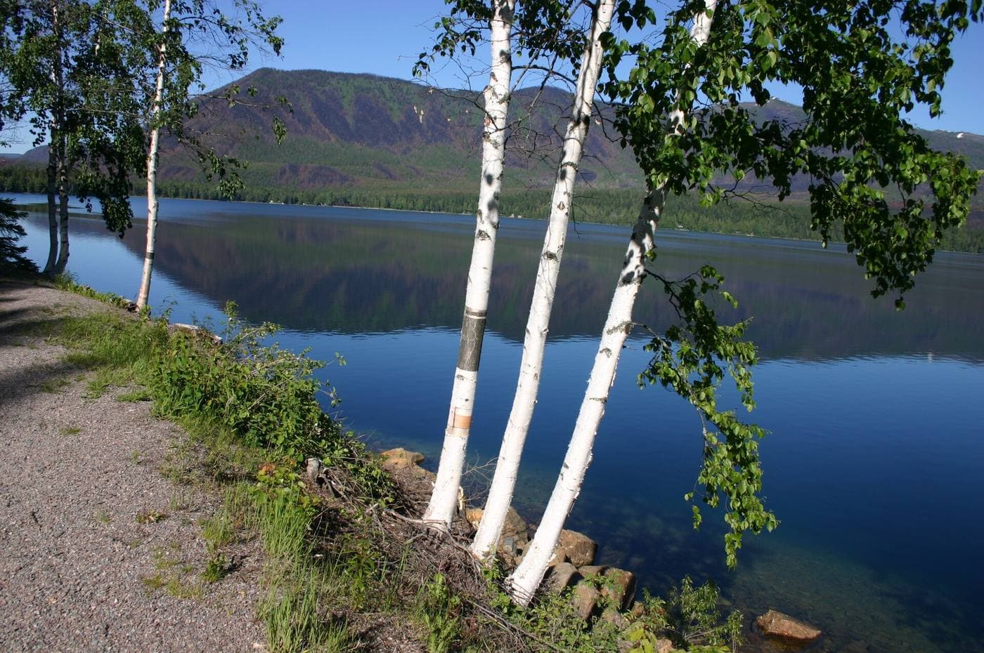 Three white-barked paper birch trunks leaning over a mountain lake in Glacier National Park