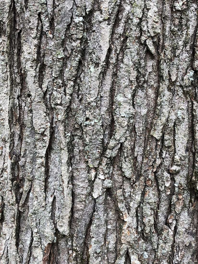 Mature red maple trunk in March with gray bark broken into long, narrow, scaly plates