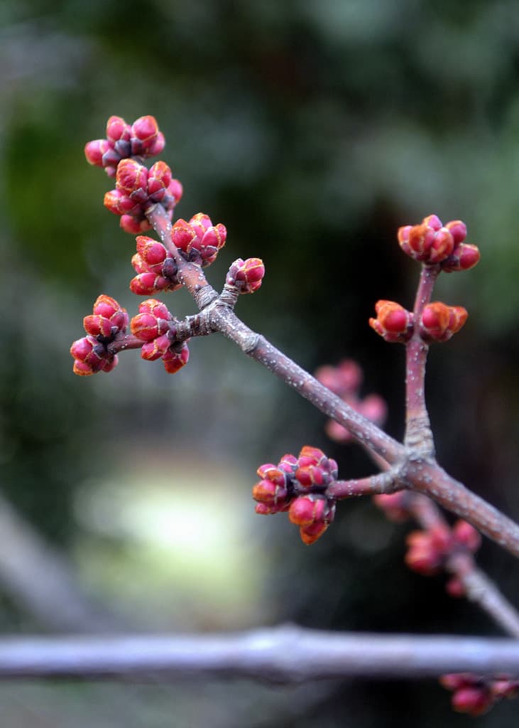 Red maple twigs in early March crowded with clusters of round, bright red buds