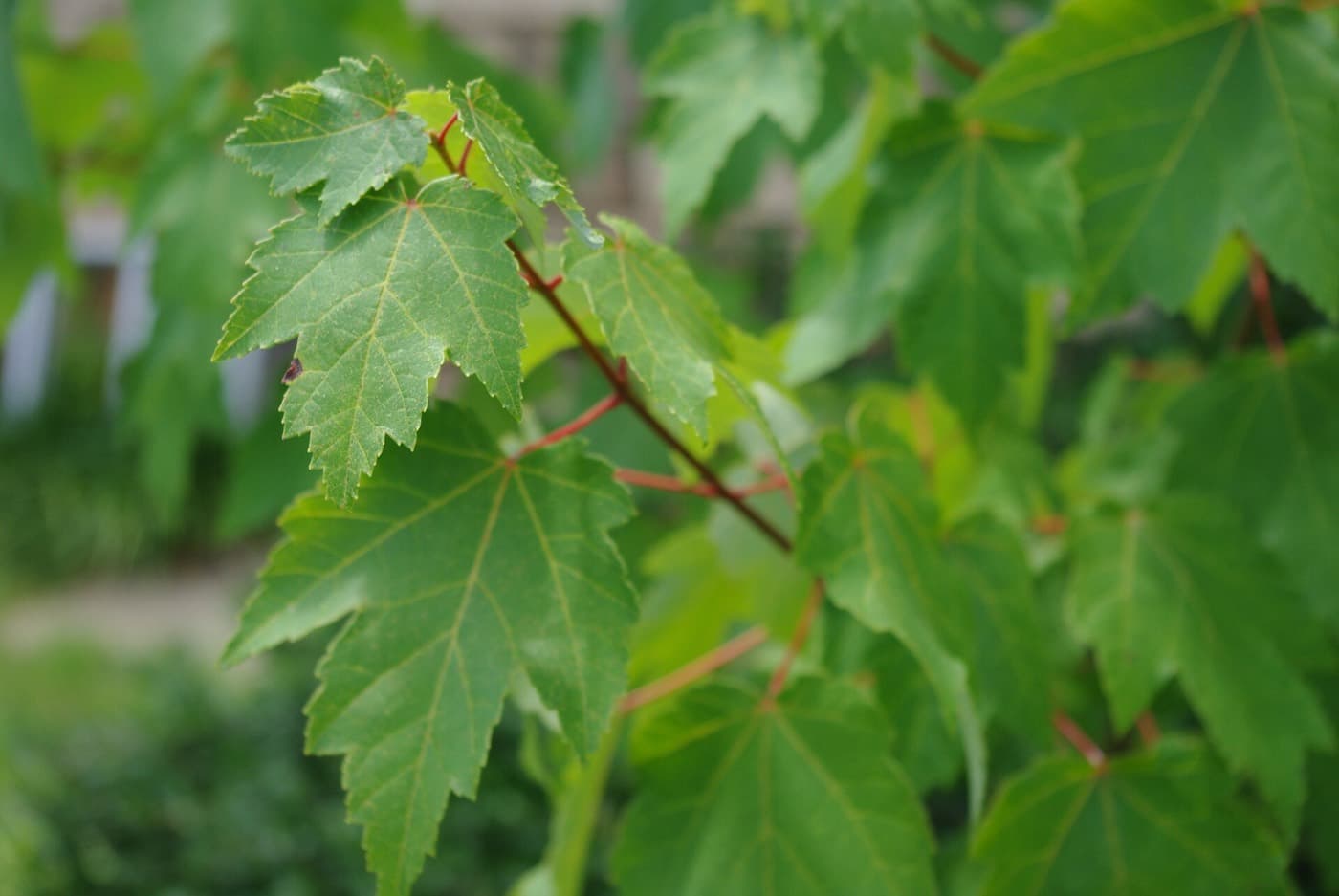 Red maple branch in midsummer with three-lobed, sharply toothed leaves on reddish stems