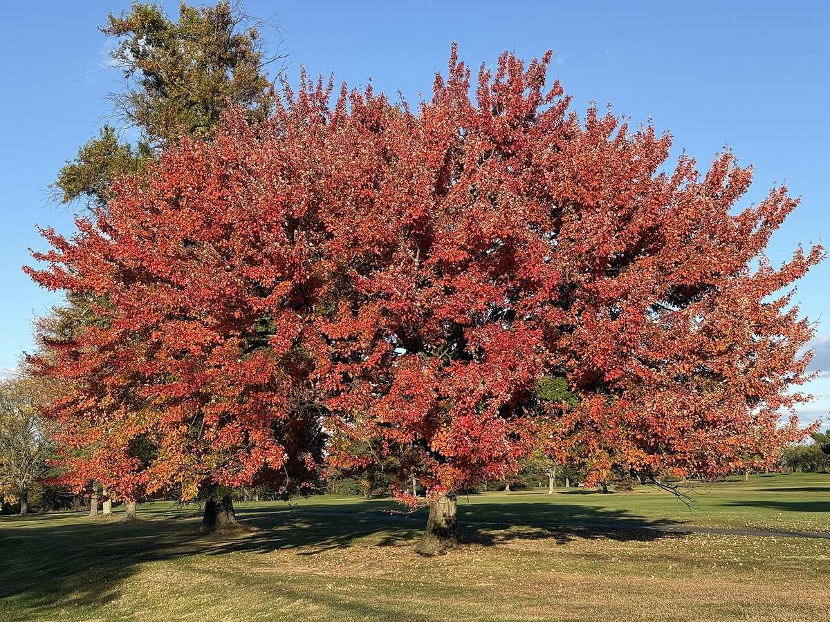 Open-grown red maple on a golf course with a rounded crown in scarlet fall color