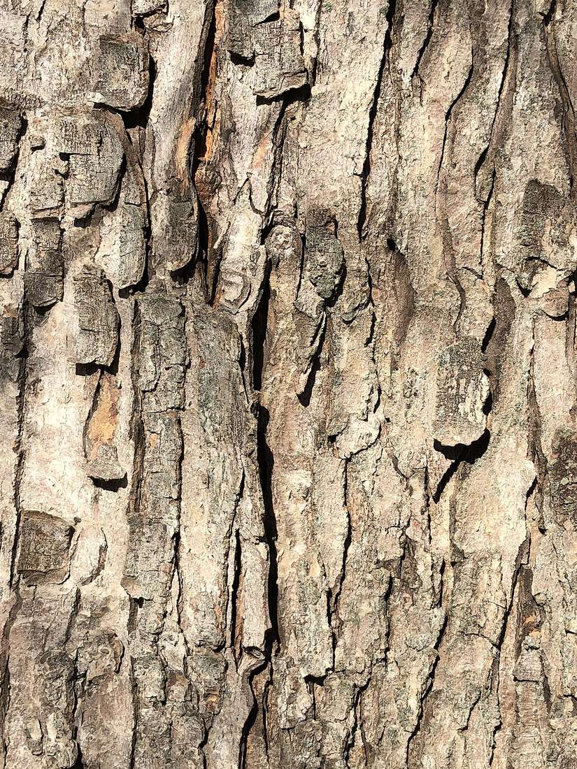 Shaggy mature silver maple bark in March, long gray plates peeling loose from the trunk