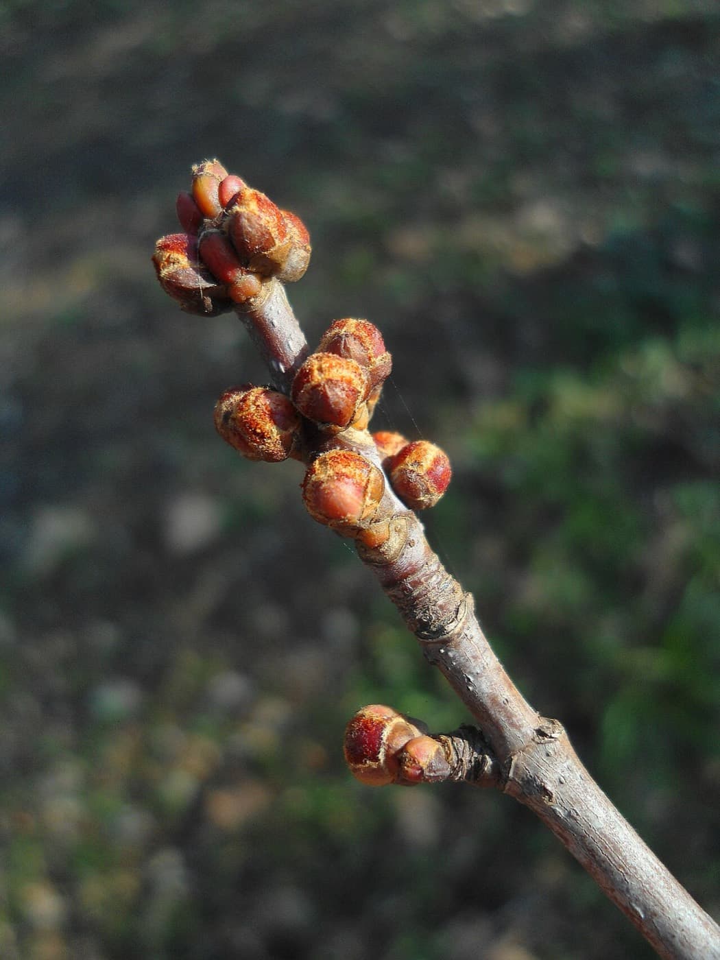 Dormant silver maple twig with dense clusters of round, reddish-brown flower buds