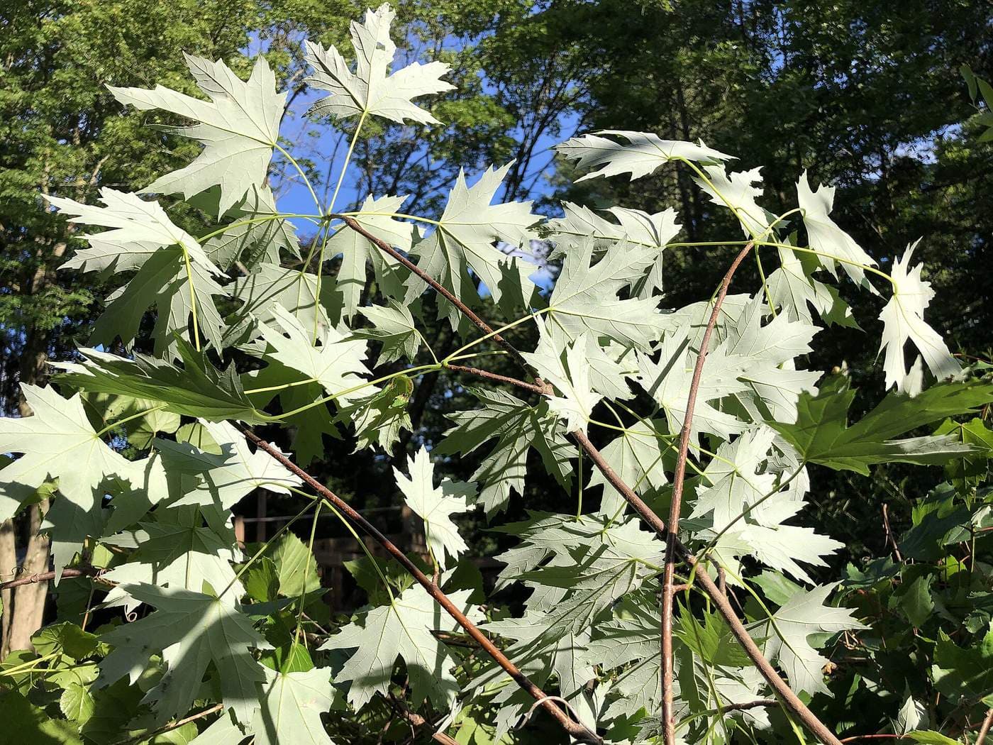 Deeply cut five-lobed silver maple leaves turned to show their silvery-white undersides
