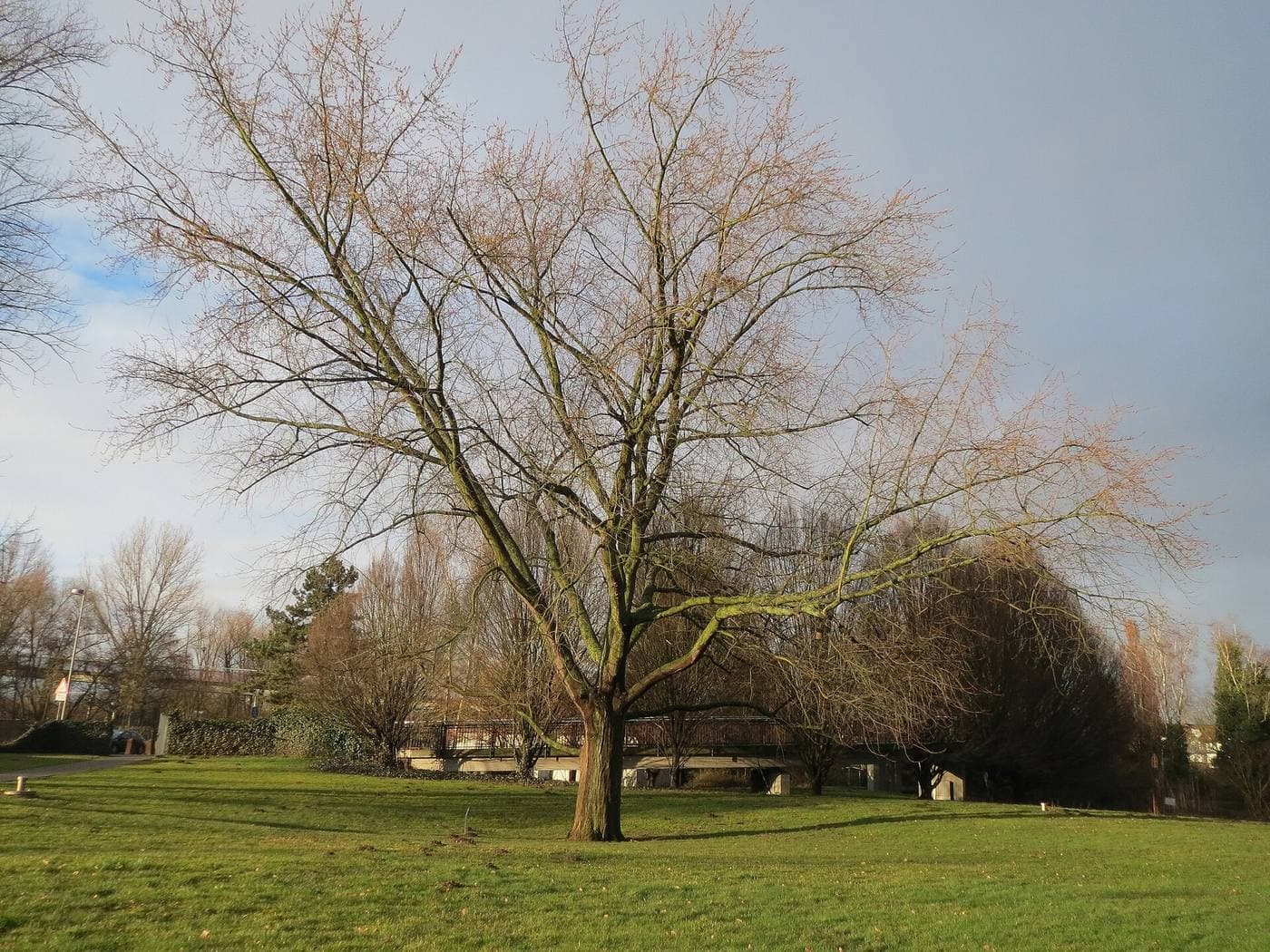 Large leafless silver maple in a park in late February, a short trunk dividing into several big upswept limbs