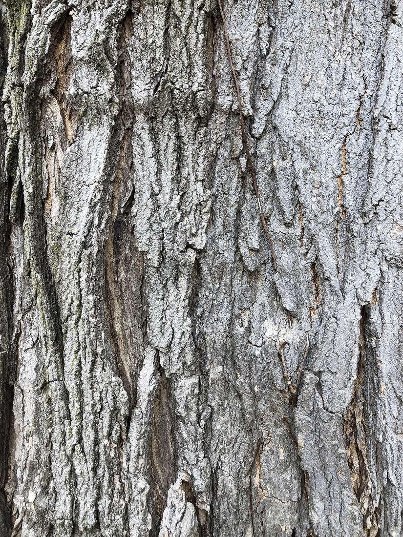 Mature sugar maple trunk with gray, vertical bark plates lifting and curling away at their edges