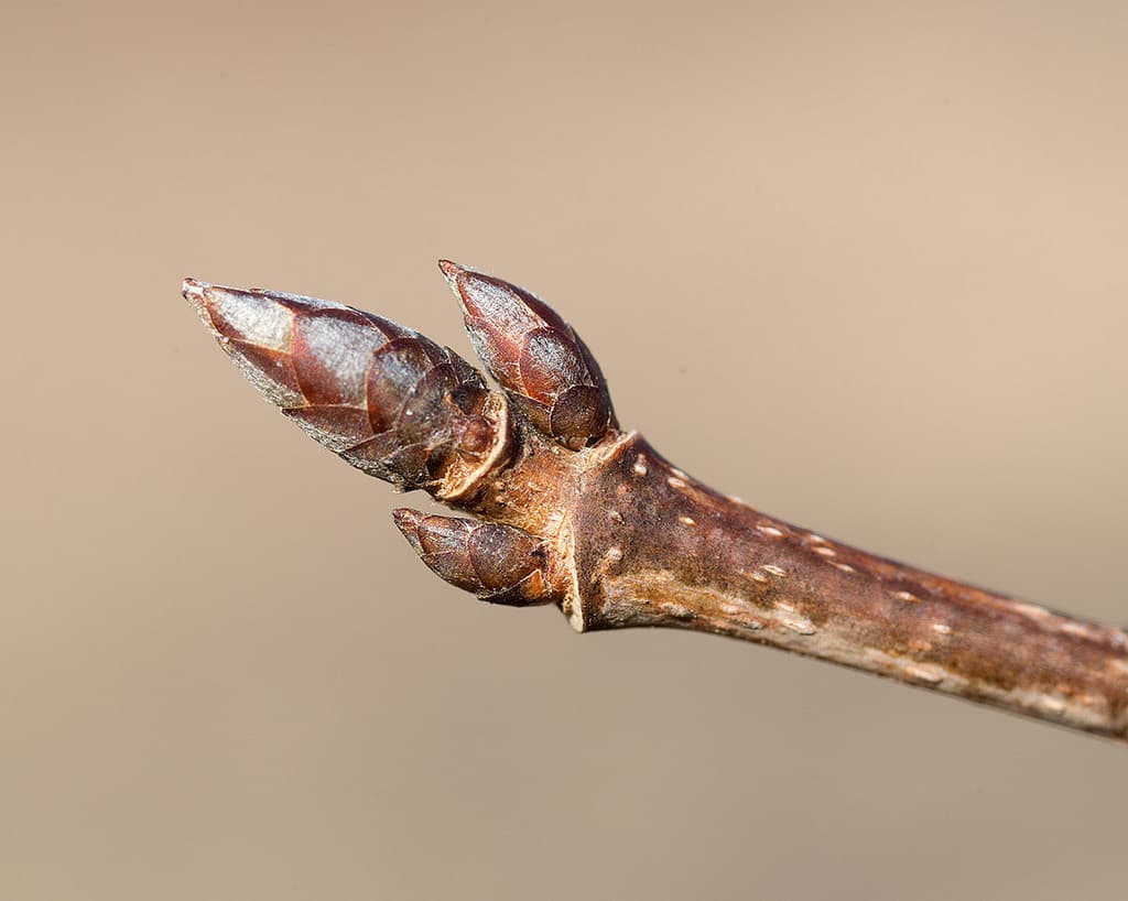 Sugar maple twig tip in early March with a sharp-pointed brown terminal bud flanked by a pair of smaller buds