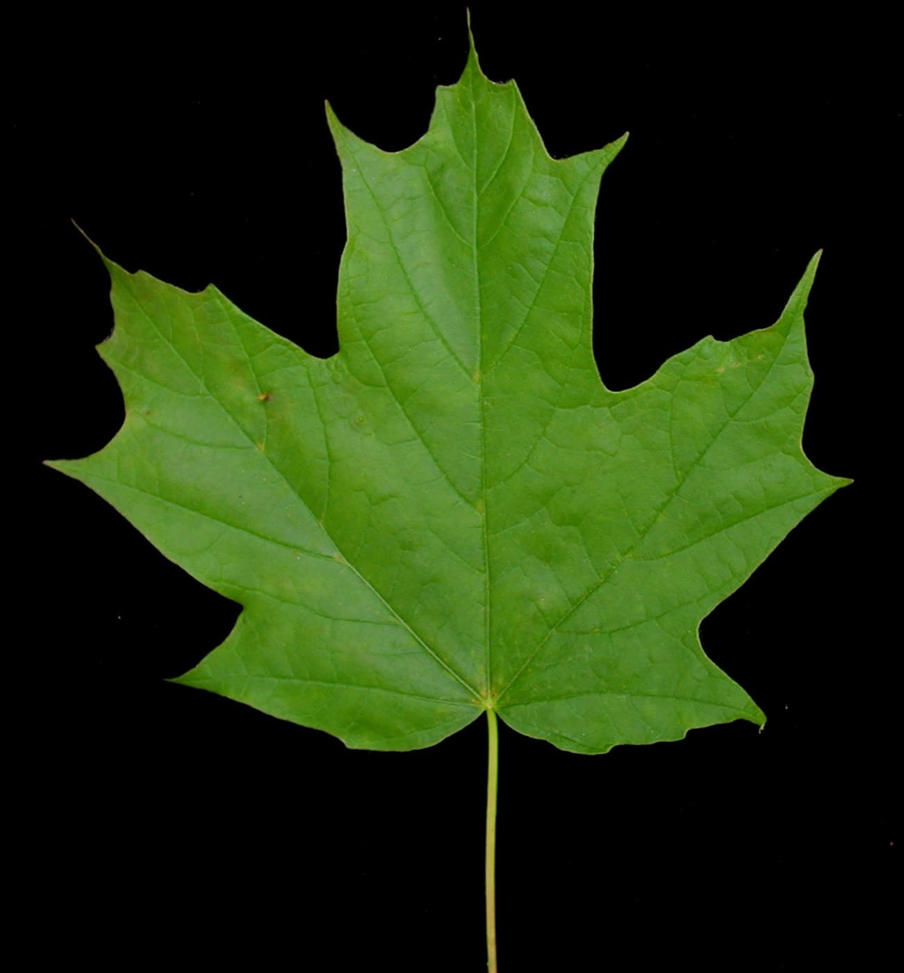 Single green sugar maple leaf on a black background, five lobes with smooth, sparsely toothed edges