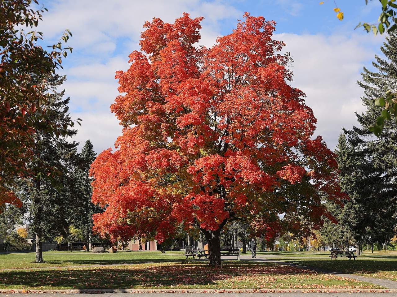 Open-grown sugar maple with a full, rounded crown in orange-red fall color on a university lawn (fall color varies and isn't an ID feature)