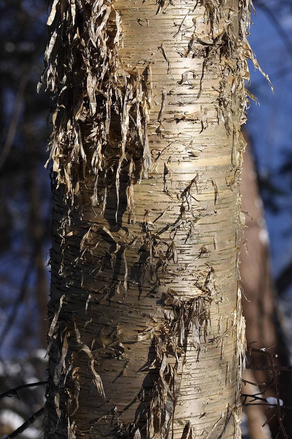 Yellow birch (not paper birch) in January: shiny bronze-gold bark shredding into thin, curly strips — the easy way to tell the two birches apart